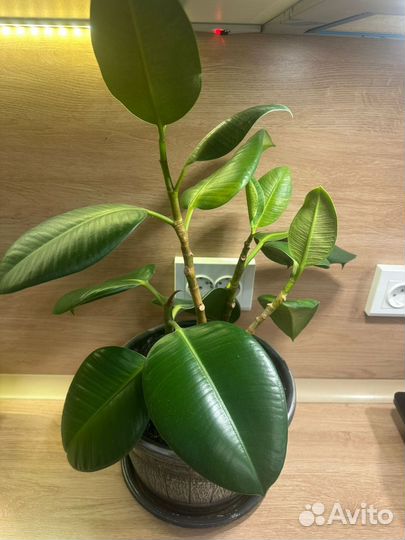 Комнатные растения