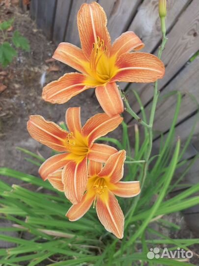 Цветы неприхотливые