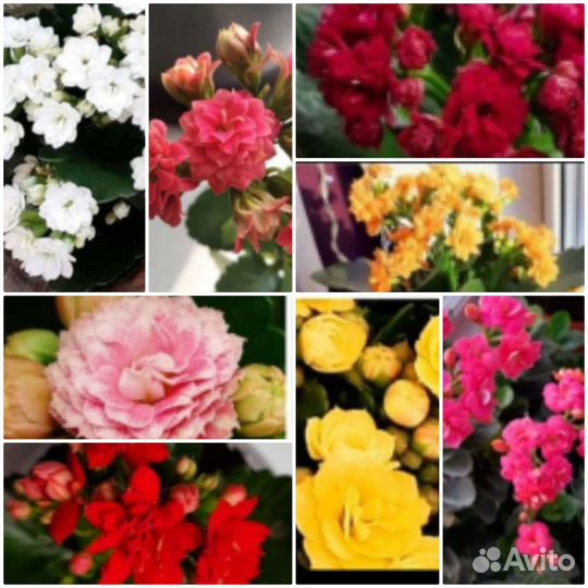 Каланхоэ розовый,жёлт,красн,оранж,малин,лосось