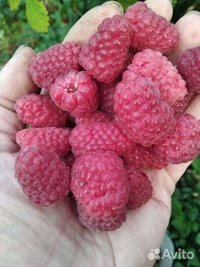 Саженцы Ремонтантной и обычной малины