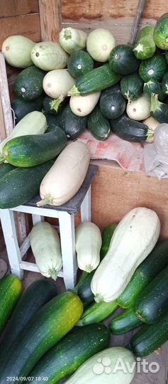 Картофель семенной, кабачки на корм