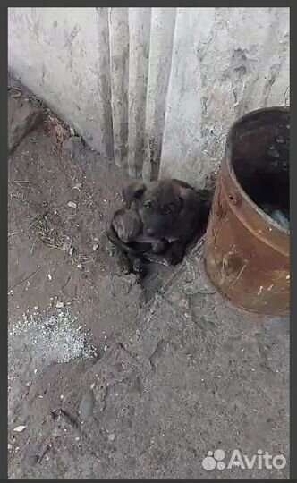 Отдам щеночка в добрые руки