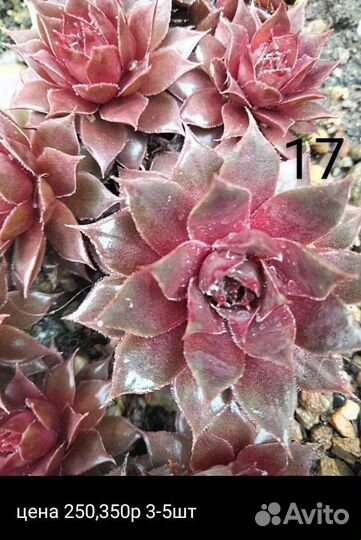 Молодило каменная роза