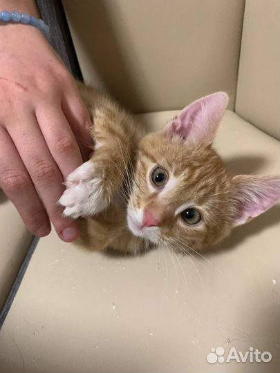 Котëнок в добрые руки