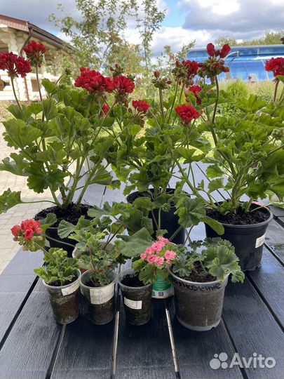 Пеларгония Сортовая Герань