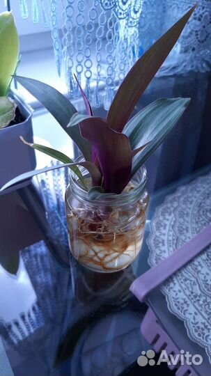 Рео — Цветок комнантный зелено-розовый