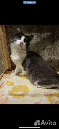 Молодой котик в добрые руки