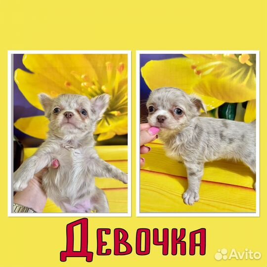 Щенки чихуахуа мини девочки и мальчики