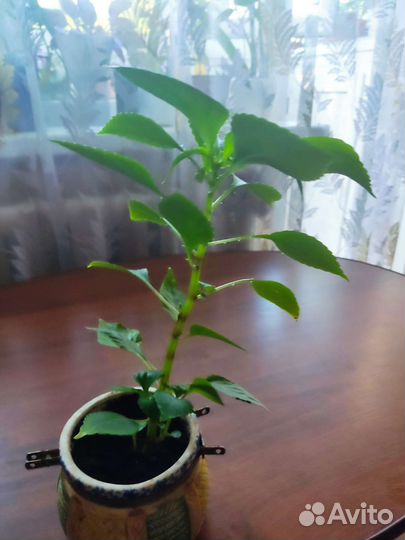 Бальзамин махровый