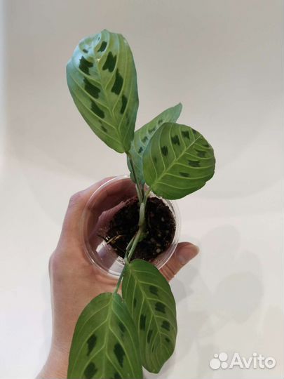 Марантовые