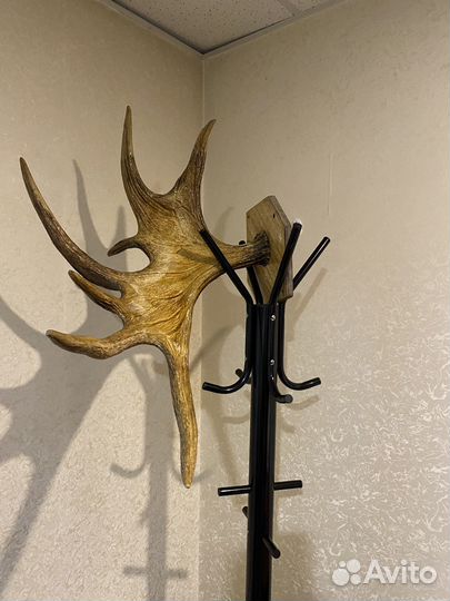 Продам рога лося