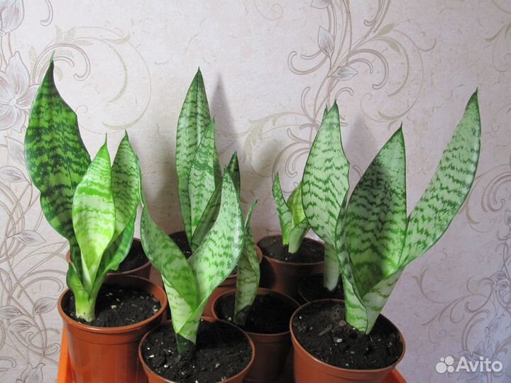 Сансевиерия цветущая (щучий хвост)