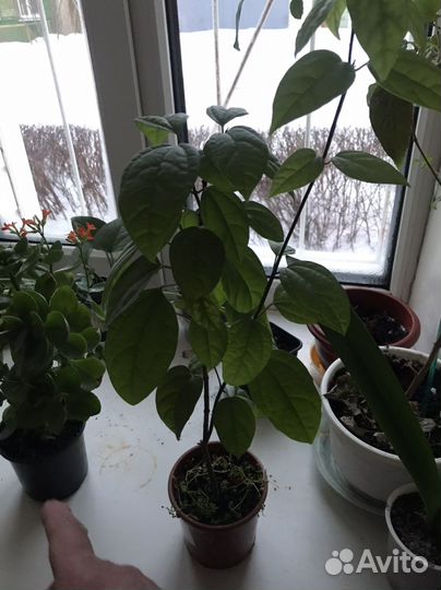 Большой цветок домашний