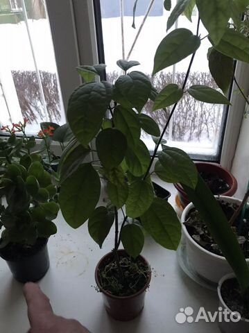 Большой цветок домашний