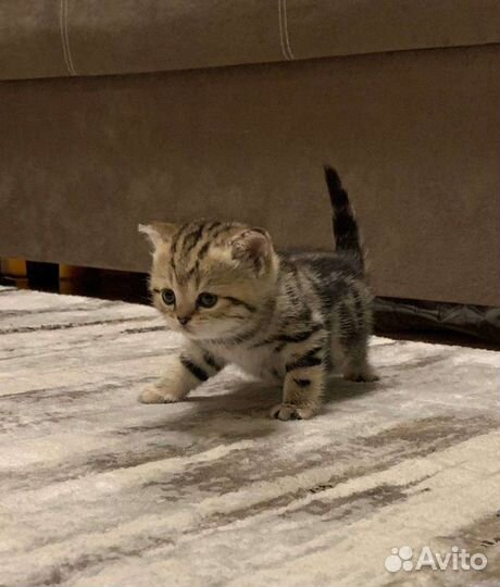 Британские котята