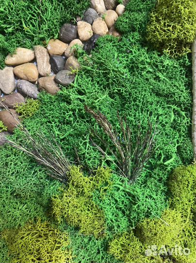 Картина из стабилизированного мха