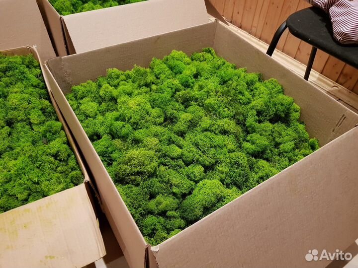 Мох Стабилизированный (Опт - Розница )