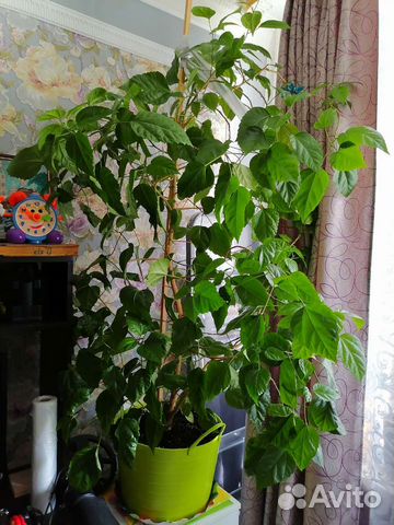 Гибискус китайская роза