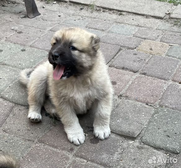 Щенки кавказской овчарки