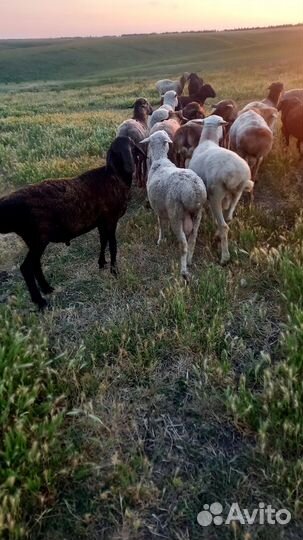 Овцы бараны ягнята