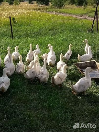 Куры несушки молодки