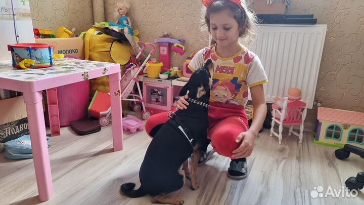 Передержка животных в квартире