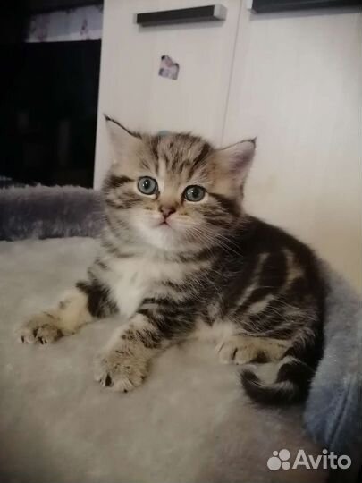 Шотландская