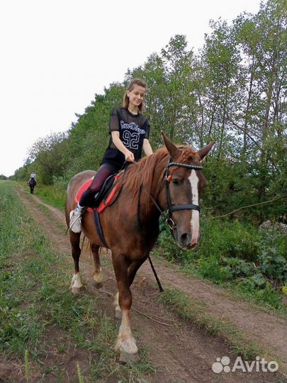 Конные прогулки