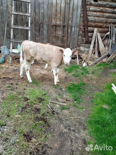 Продам телят, быка и коров