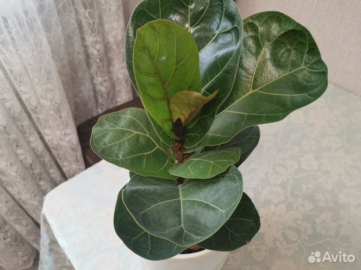 Фикус лировидный