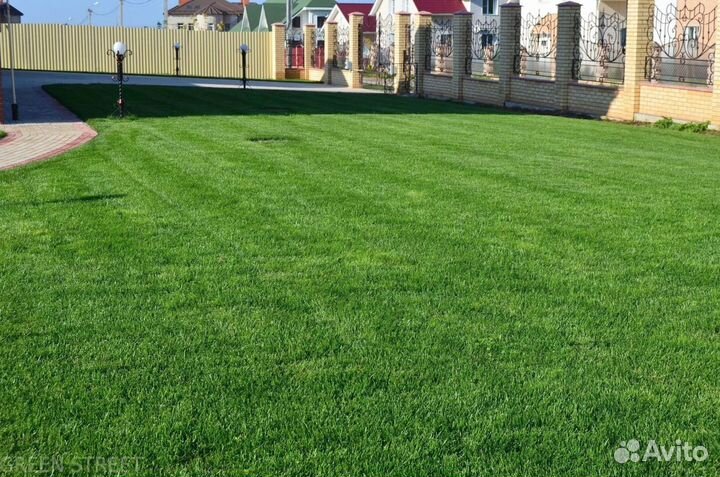 Рулонный газон из собственного питомника