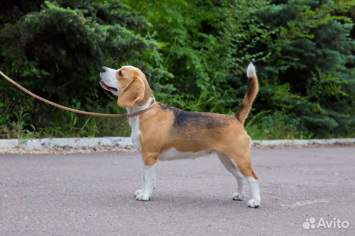 Щенки бигль