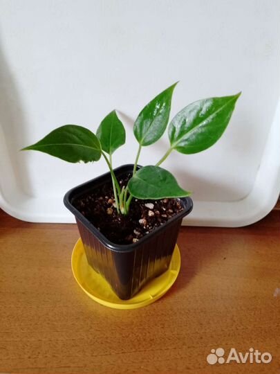 Антуриум-мужское счастье и много разных цветочко