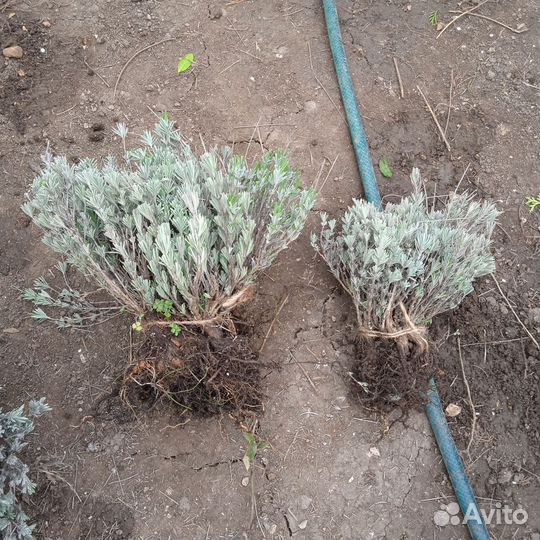 Розмарин. Лаванда