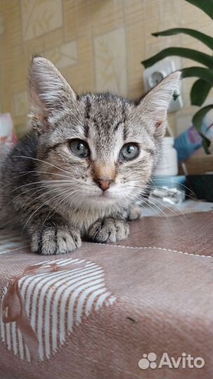 Котенок