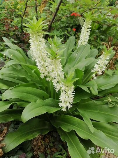 Эукомис флокс