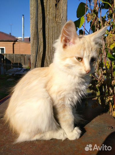 Котенок мальчик