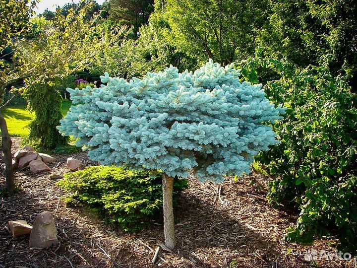 Ель глаука глобоза на штамбе