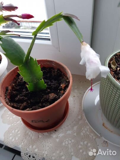 Декабрист,хлорофитум,колеус