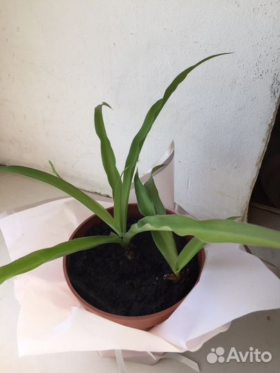 Домашние цветы