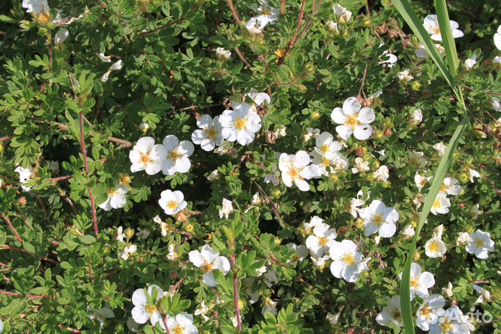 Лапчатка белая