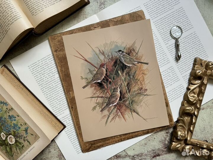 Репродукция. Птицы. Basil Ede. Славка