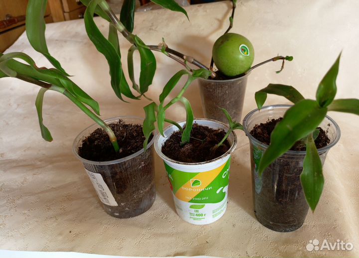 Золотой Ус, комнатный жень-шень