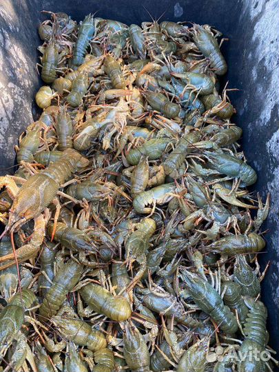 Рак Дон (дон,сал, маныч), Рыба вяленая