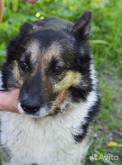 Метис лайки и овчарки