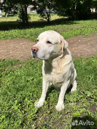 Лабрадор