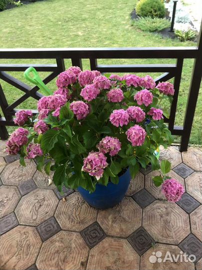 Продаются растения очитки (седумы)