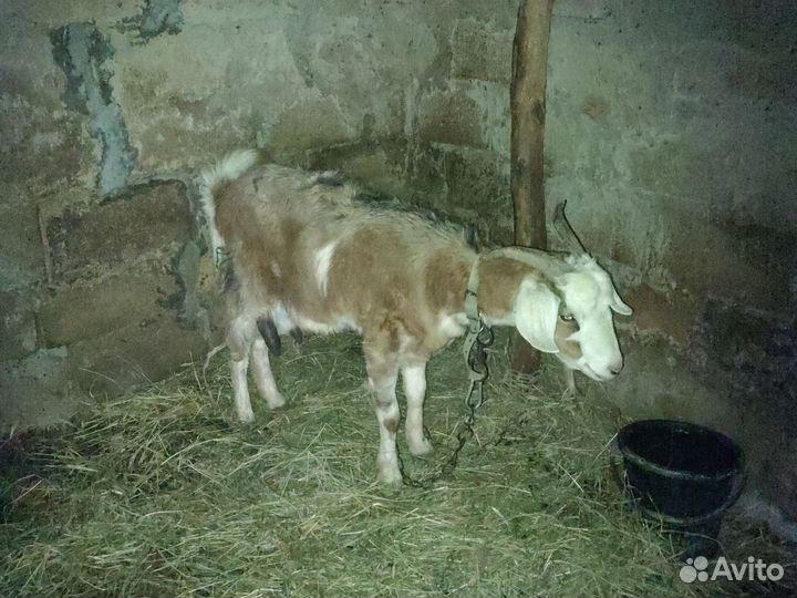 Коза,Дойная