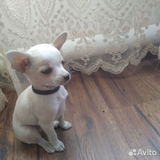 Продам чихуахуа мини