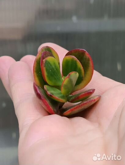 Крассула crosby's compact variegata